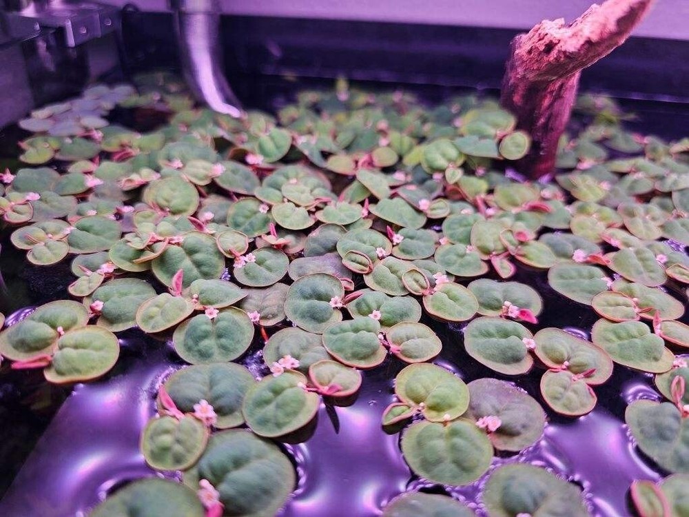 Red Root Floater (Phyllanthus Fluitans) - 5 Pack