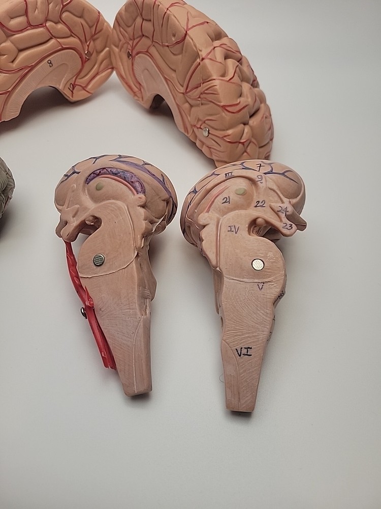 Anatomically Accurate Human Brain Model Anatomy Science Teaching Missing Piece