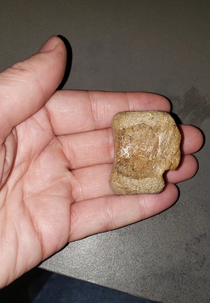 Thescelosaurus Vertebra Dinosaur Bone Authentic Hell Creek Formation Cretaceous