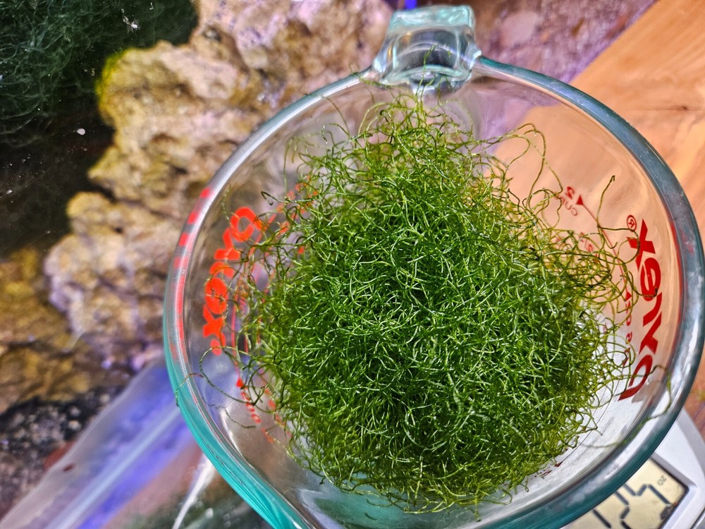 BULK 10 Cup Chaetomorpha Macro Algae Super Chaeto FEDEX 2 Days ! 4