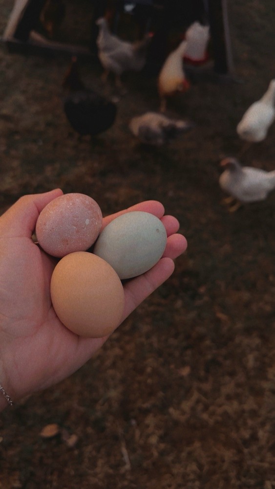 12 Assorted Hatching Eggs, EASTER EGGER, BCM, LAVENDER ORPINGTON, ETC.