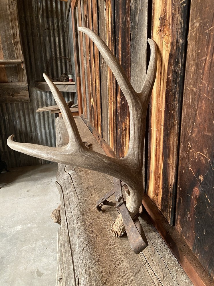 Decor Mule Deer Shed ~ Antler