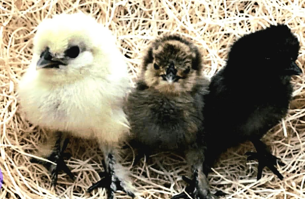 18 Silkie Hatching Eggs