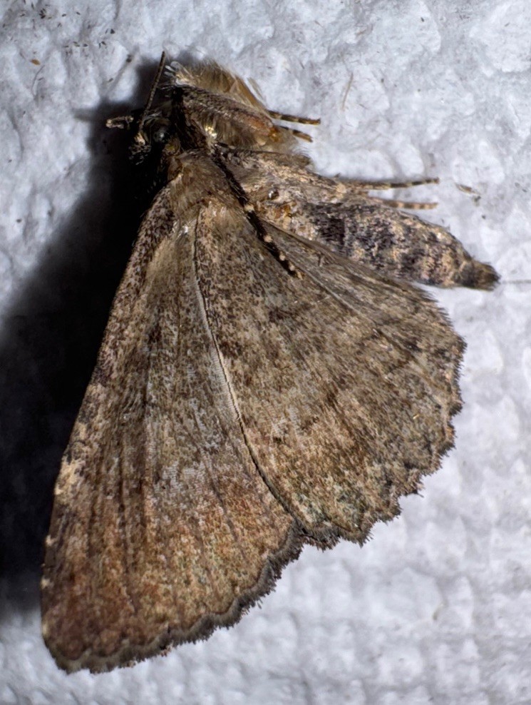 BY5 - BEAUTIFUL ZALE NOCTUID MOTH
