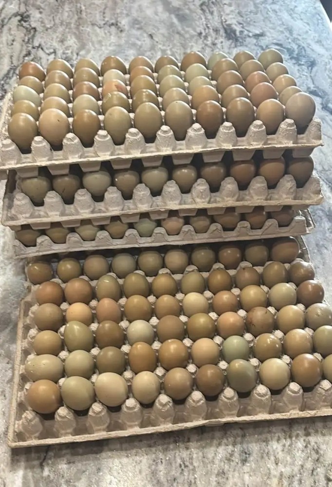 Ringneck pheasant eggs - 12