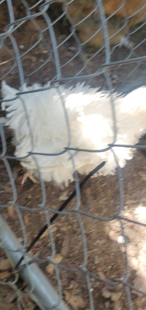 Silkie Chicken Hatching Eggs NPIP Certified ( 1 Dozen)