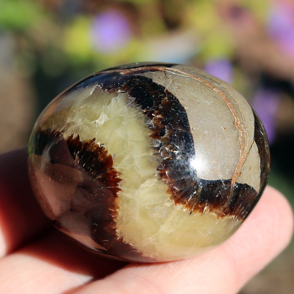 Polished Septarian Nodule (SEP23)