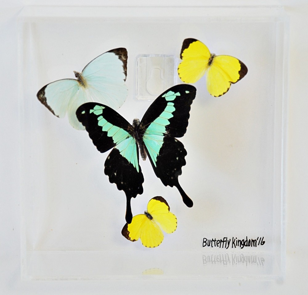 Real Butterflies Displayed in Acrylic