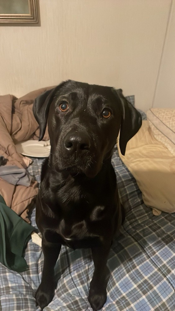 Tariff Relief 🙏 🏠 🐕 🚗