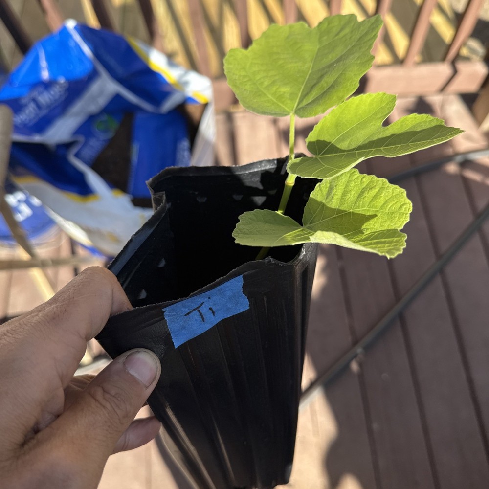 One LSU Tiger Fig Tree YOUNG