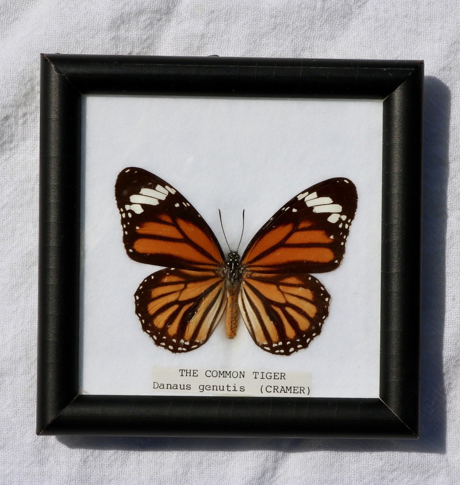 Framed Butterfly Specimens Common Rose Common Nawab Common Tiger 5" Square