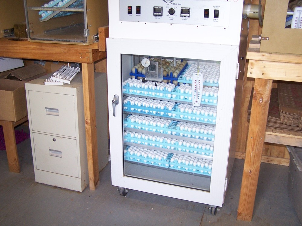 25+ Northern Bobwhite Quail hatching eggs