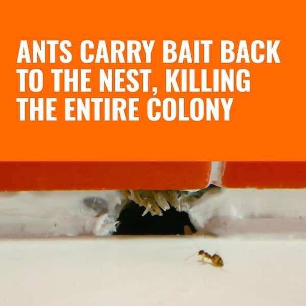 TERRO Indoor Liquid Ant Killer Baits (6-Count)
