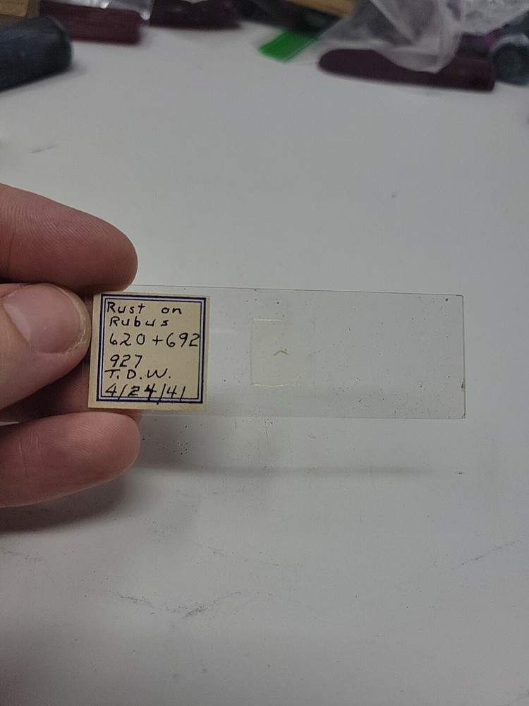 Vintage Microscope Slide 1941