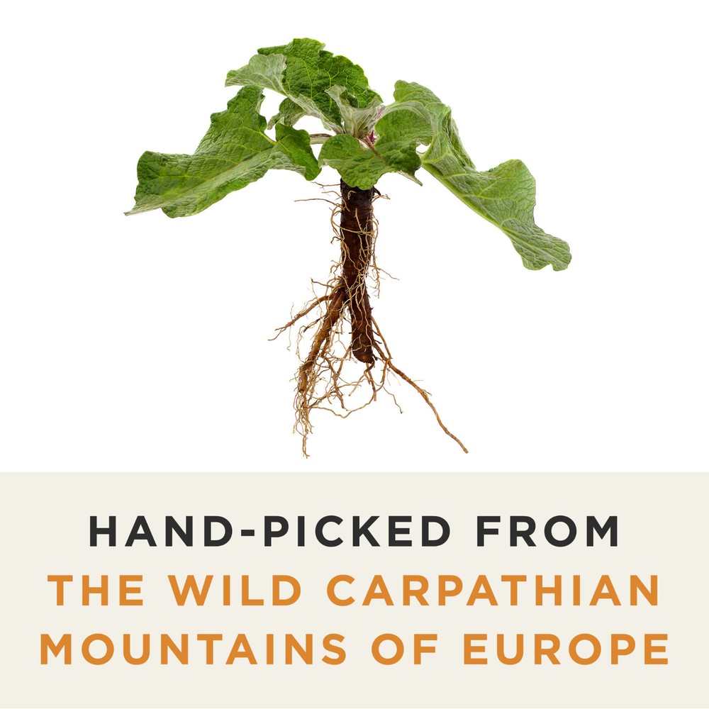 Organic Burdock Root Tea - Caffeine Free - Pharmacopoeia Quality
