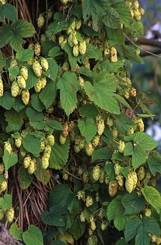 Humulus lupulus CASCADE HOPS Vine Seeds!