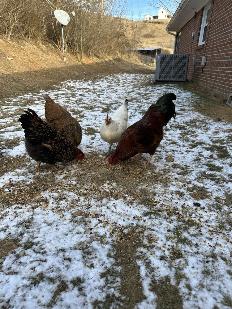 12 Assorted Hatching Eggs, EASTER EGGER, BCM, LAVENDER ORPINGTON, ETC.