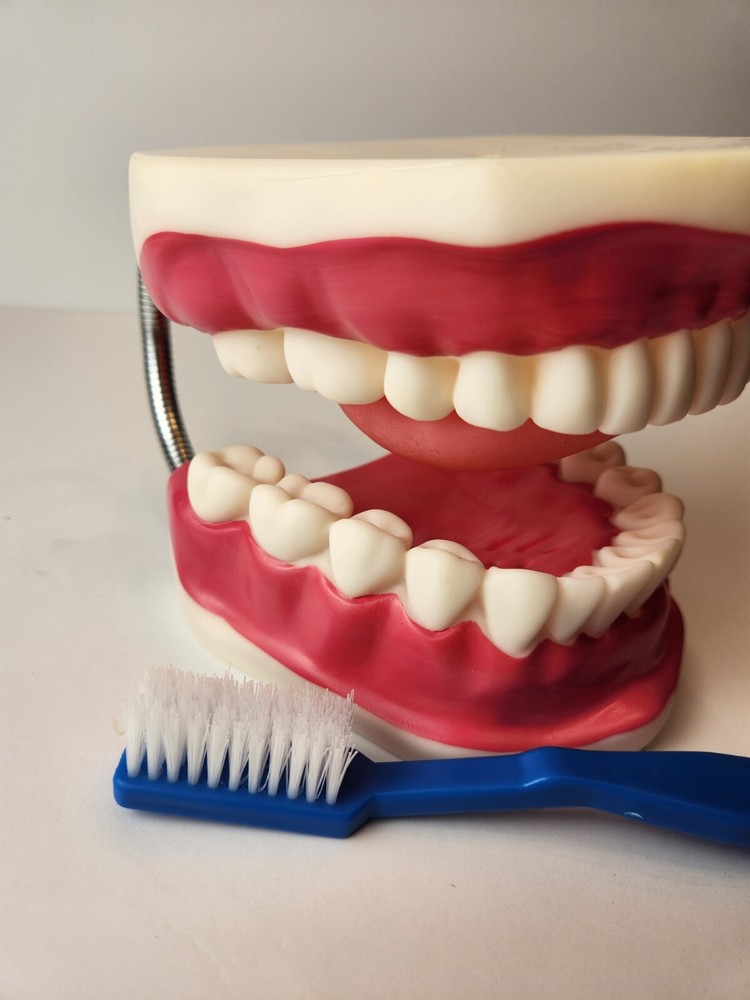Evotech Scientific E15-Tooth Model quality rubber gum and teeth, very large