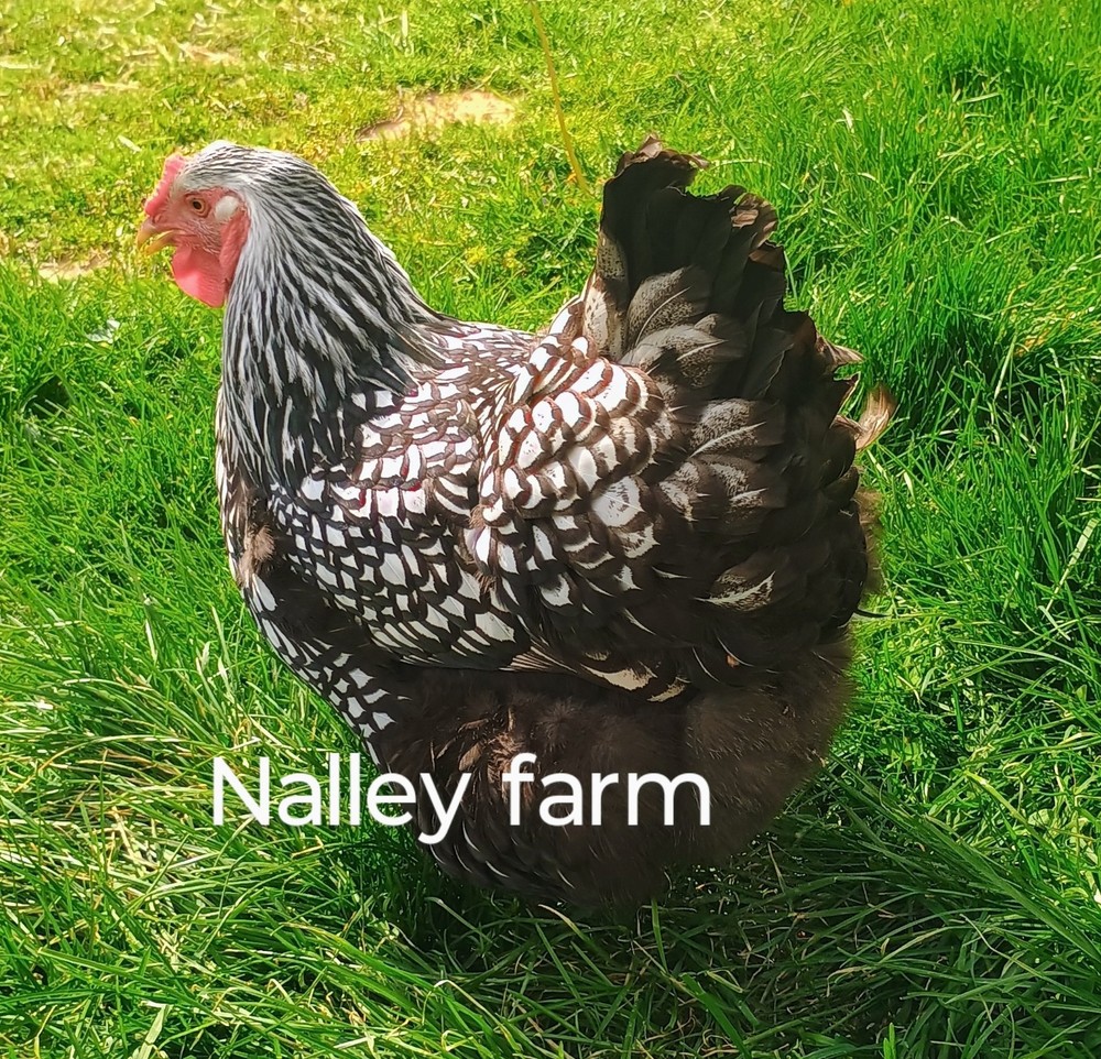 Silver Laced Wyandotte (12) 🐣 fertilized hatching eggs.Please read description.