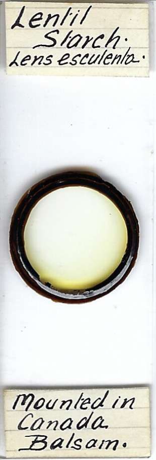 Lentil Lens esculenta Starch Microscope Slide for Polariscope