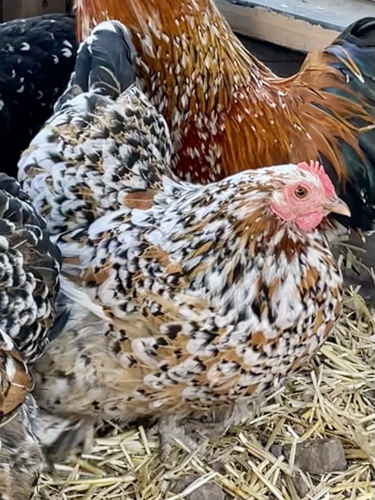 10 ++ FERTILE BANTAM COCHIN HATCHING EGGS Assorted Colors.