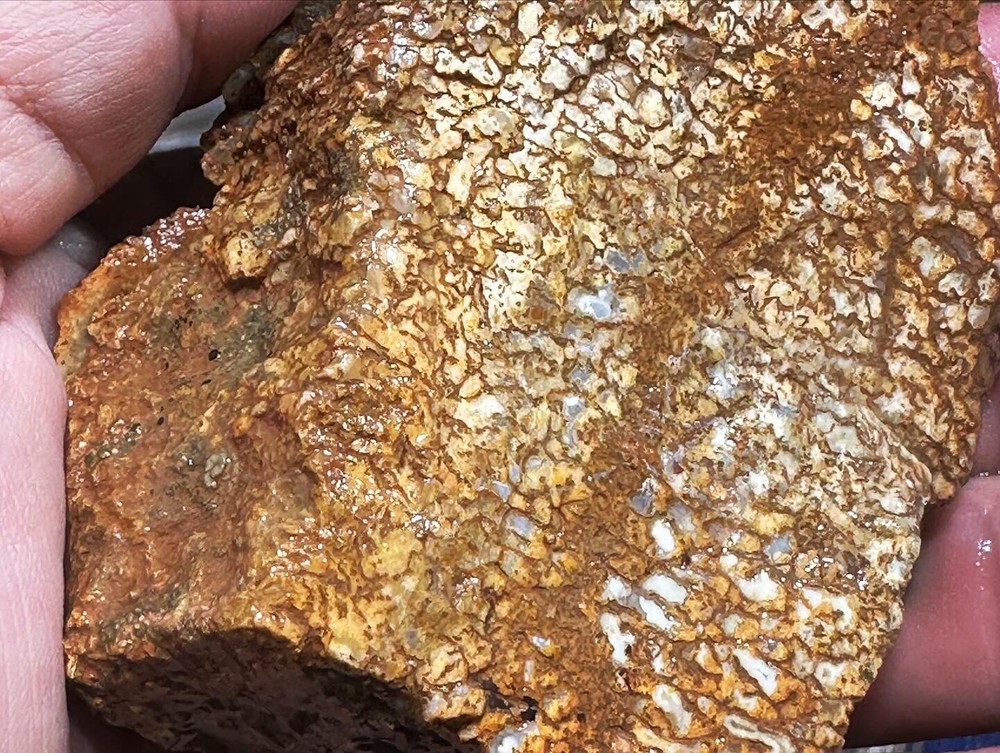 Dinosaur bone rough fortified wash split.