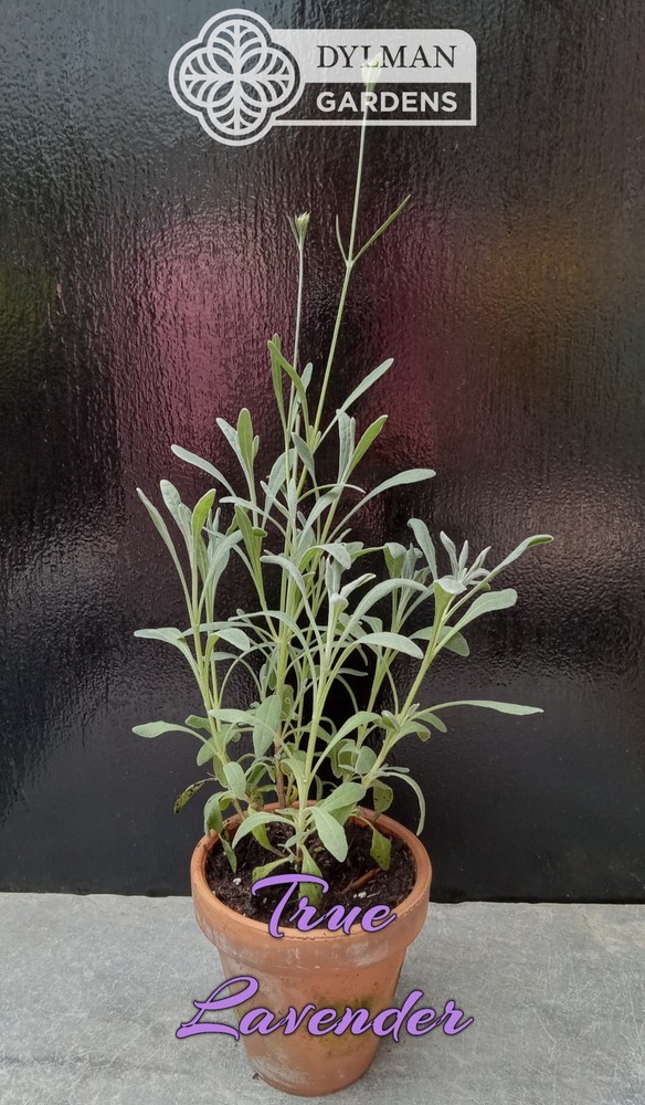 True Lavender (Lavandula angustifolia) Herb - Dwarf Lavender - Multiple Sizes
