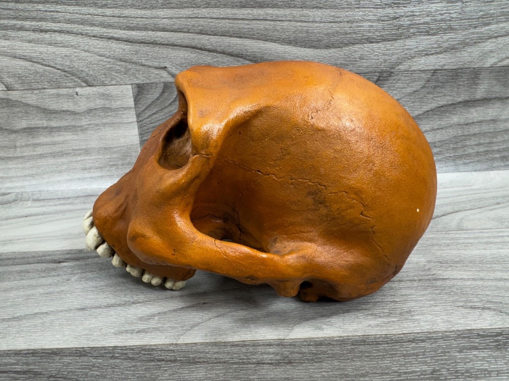 PREHISTORIC CERAMIC SKULLS LOT - NEANDERTHAL CRANIUM HEAD