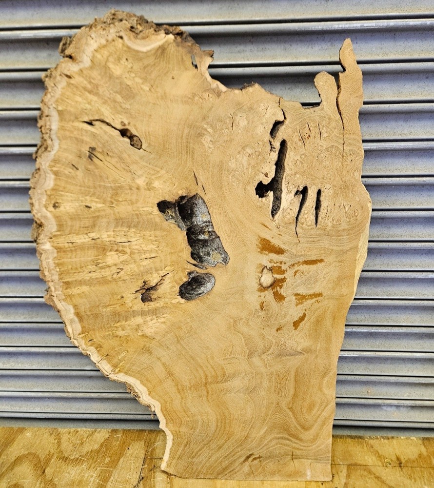 Mulberry Burl Slice
