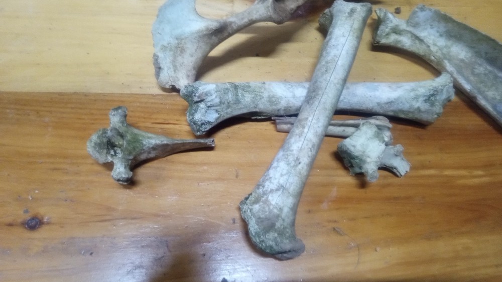 Pirate Bones