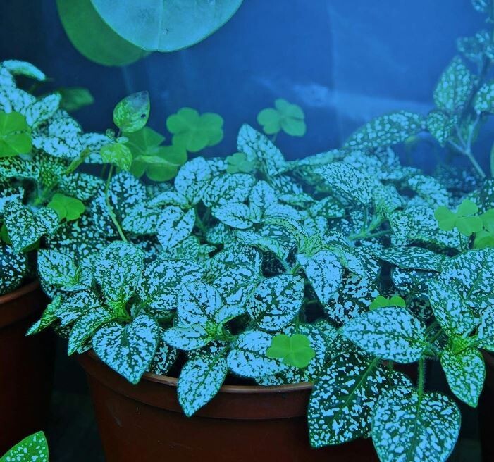 NEW 4 PACK! Miracle LED 6FT Single Socket Blue Indoor Grow String Light w/ Bulbs