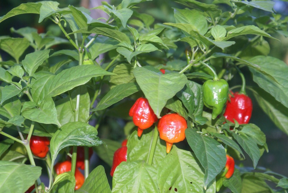 CAROLINA REAPER PEPPER EXTRACT / THREE- 1/2 OZ. BOTTLES+ "IMPOSSIBLE ORANGE"!