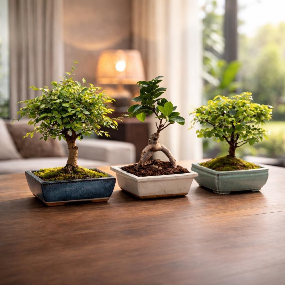 Bonsai Starter Kit – Growing Jacaranda Bonzai Tree | Complete Indoor Tree Kit...