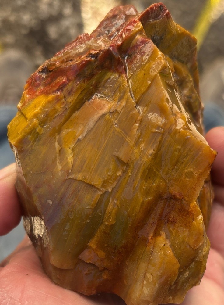 Colorful petrified wood