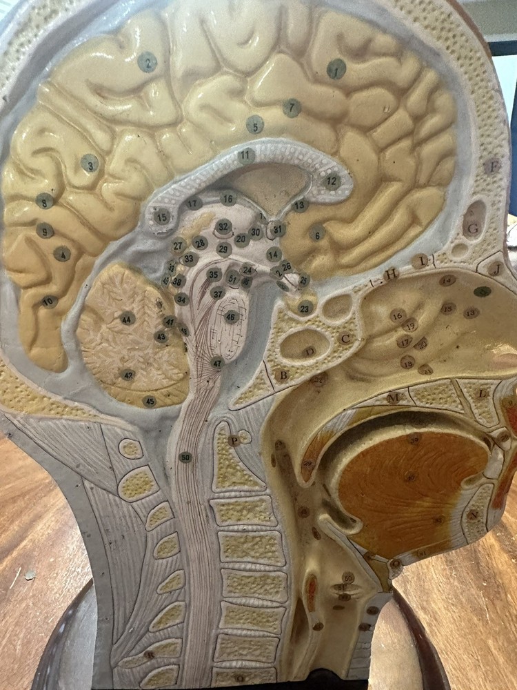 Clay Adams Human Brain Model Display