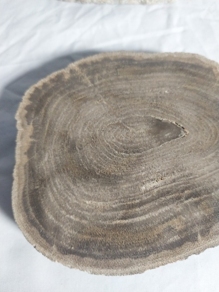 Petrified Wood Round,geode Slice, Polished,