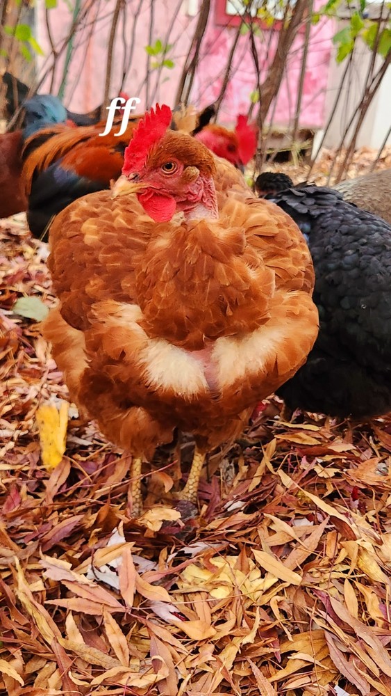 18 Nacked Neck Hatching Eggs Fertile