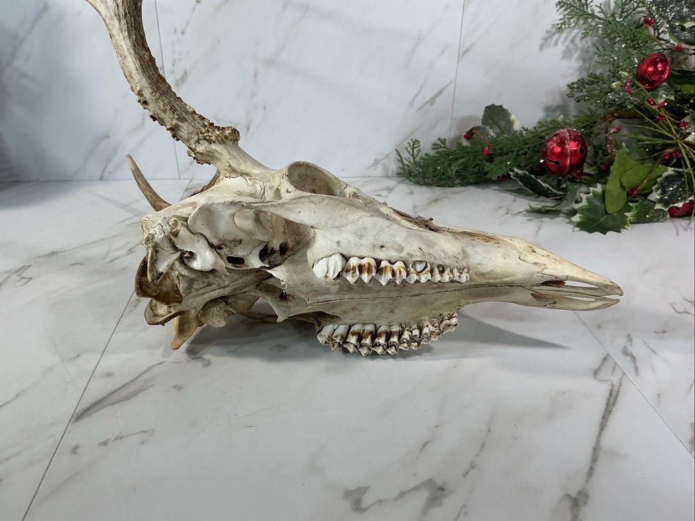 ANIMAL DEER SKULL WITH ANTLERS
