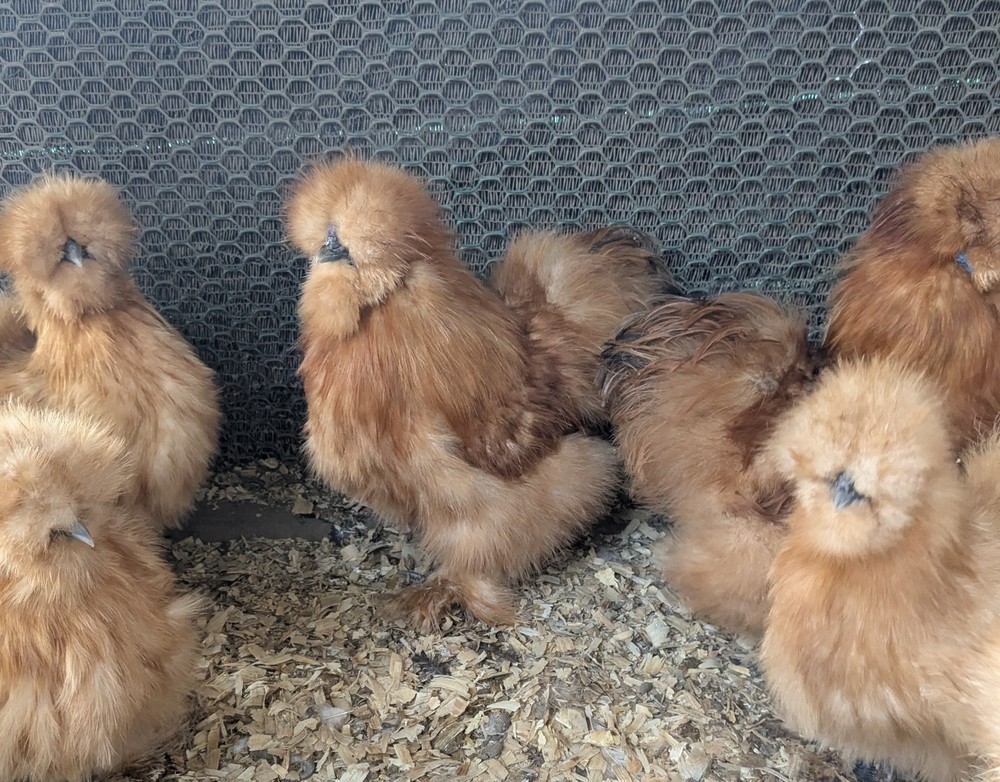 12 Quality Buff & Paint Eggs NPIP