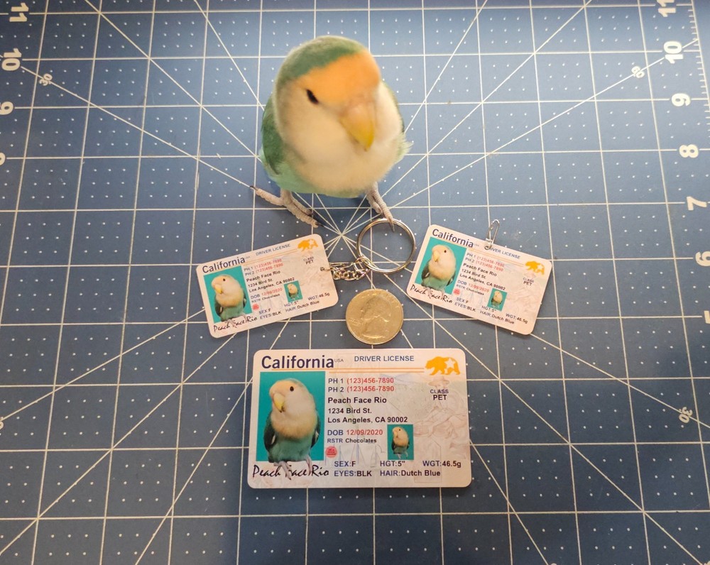 Cute Pet Driver’s License Style ID Card