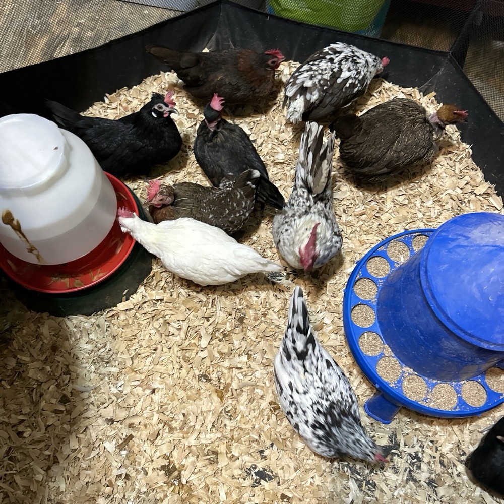 8+2 Micro Kikiriki Serama Hatching Eggs 4H Projects Teacup chickens