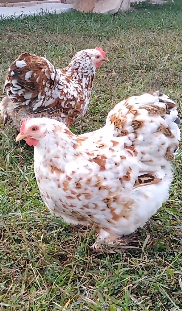 1 Dozen Bantam Cochin Hatching Eggs