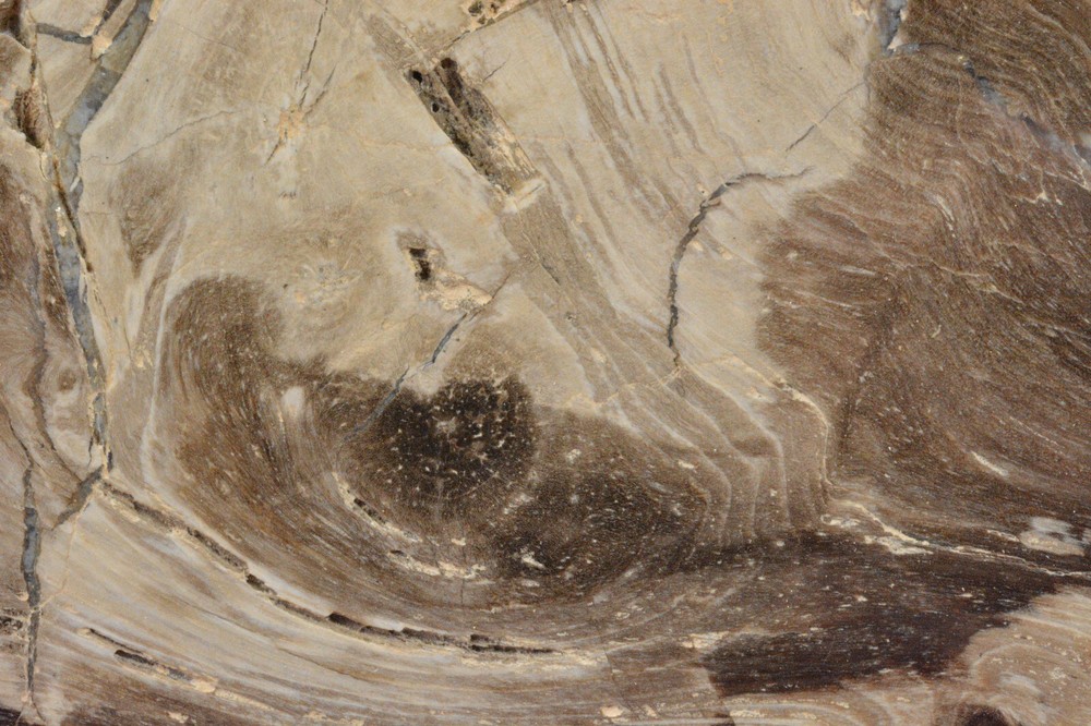 Petrified Wood, knots, Oregon