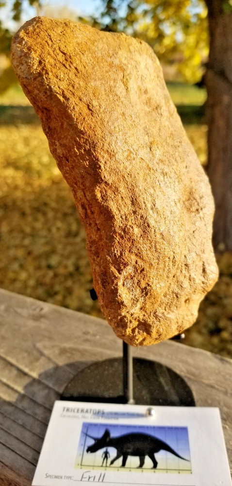 Nice Triceratops Frill Section Fossil Specimen Defined Cretaceous Hell Creek MT
