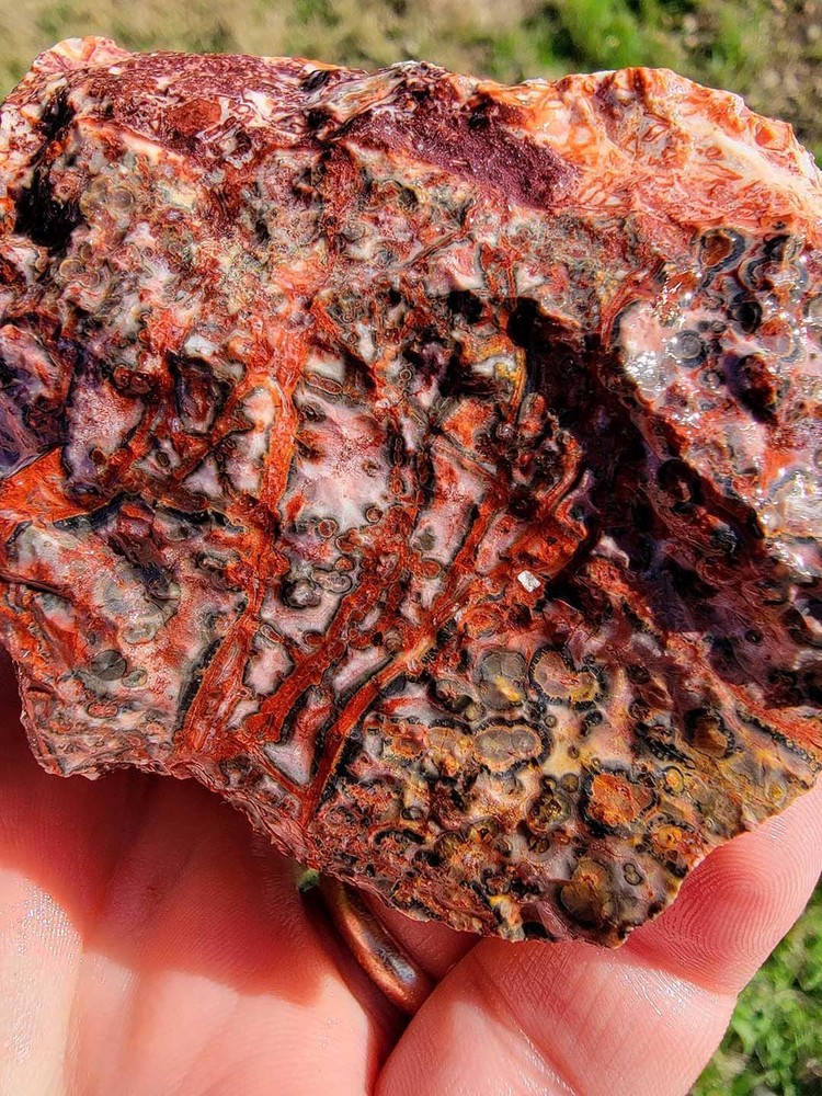 Random Pull Mexican Leopard Skin Rhyolite Rough!