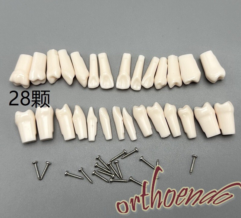 Typodont Model Replacement Teeth Dental Practice Individual Screw in Tooth 28pcs
