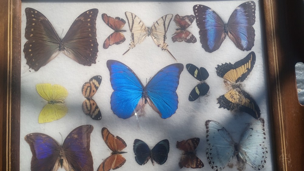 Real Butterflies Inlay Tray lepidopterist