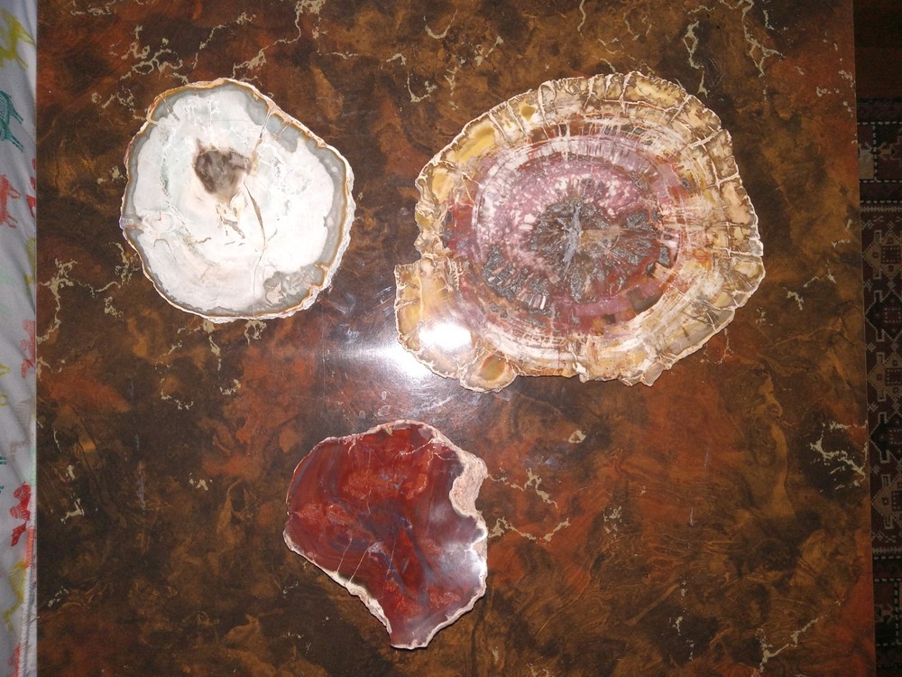Petrified Wood from Madagascar