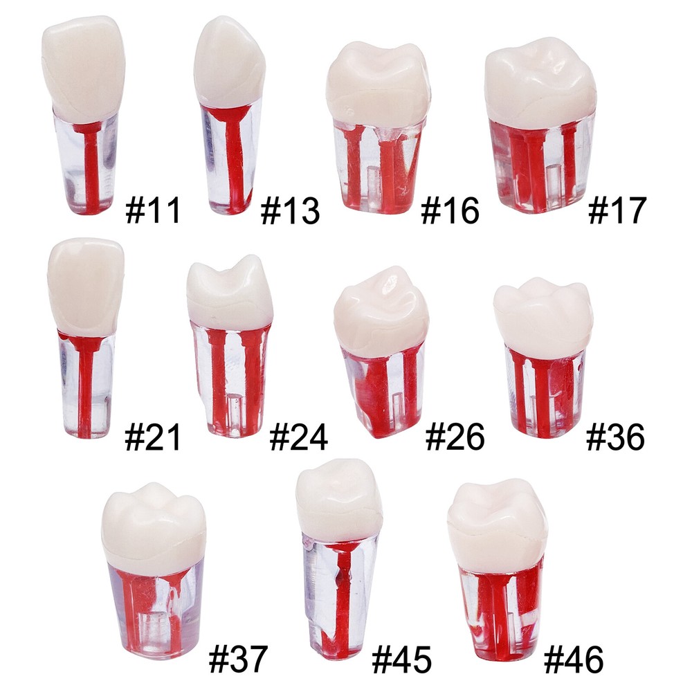 10Pcs Dental Root Canal Teeth Study Practice Model for Endodontic RCT File Molar