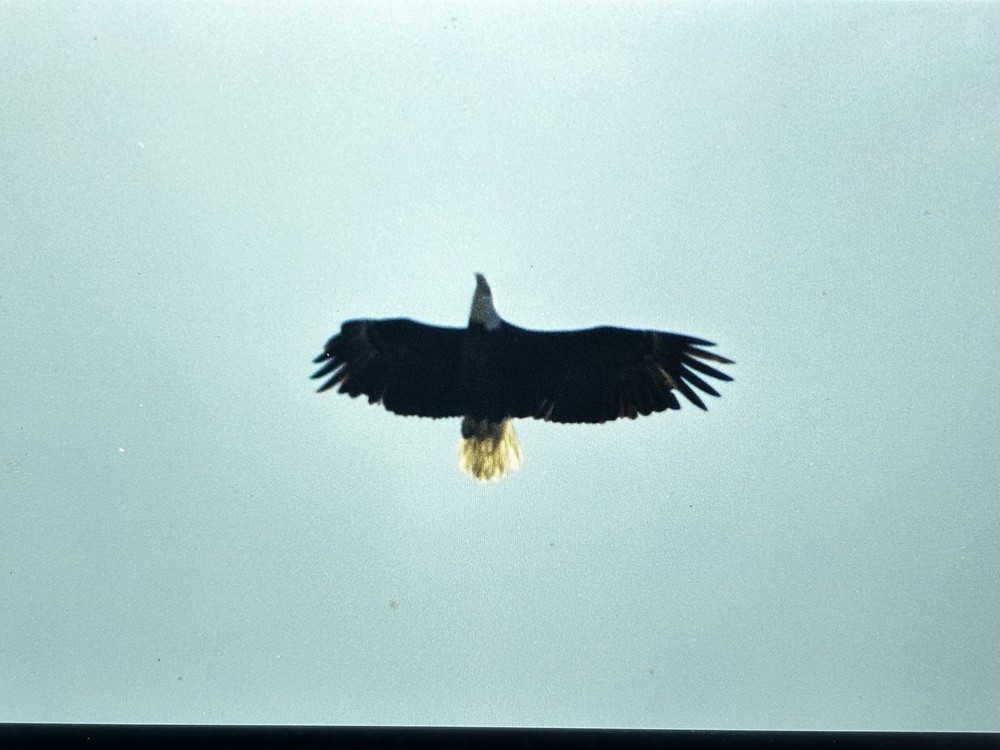 1982 NASA KSC Nature Bald Eagle in Flight Presentation Transparency-577
